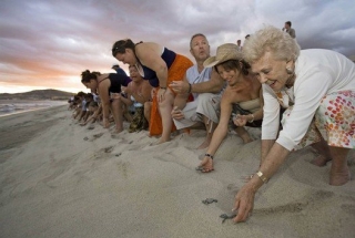 Liberacion de tortugas